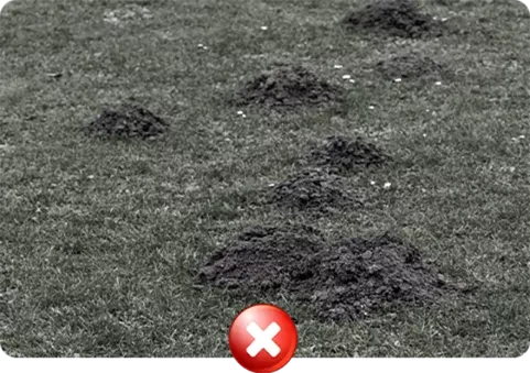 Montículos de terra causados por toupeiras num relvado